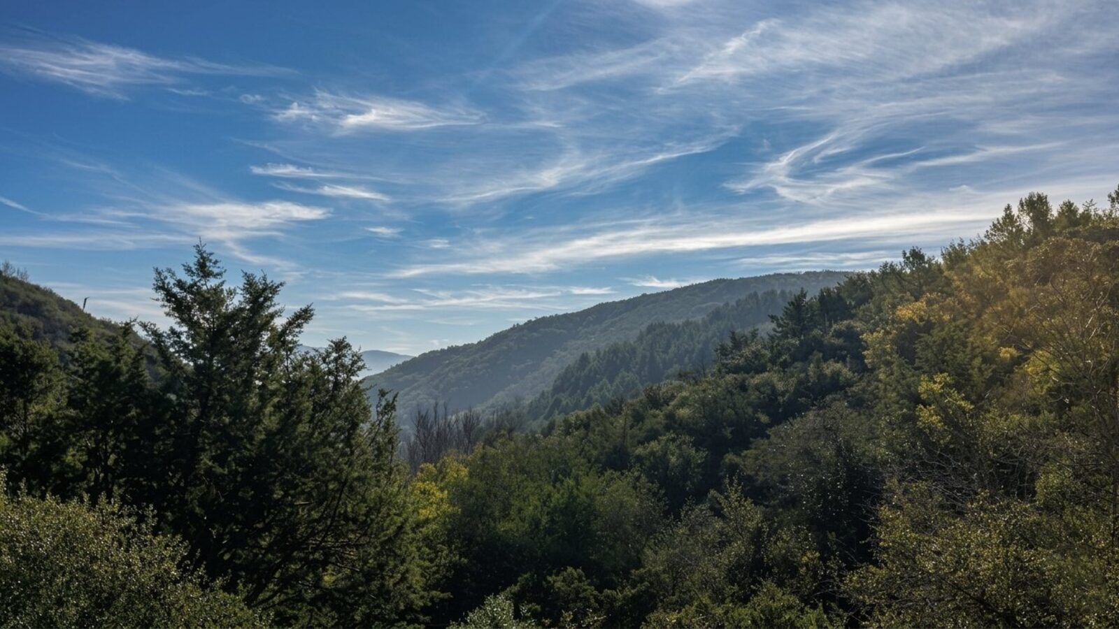 Bosque de chaparral y encinos en las laderas