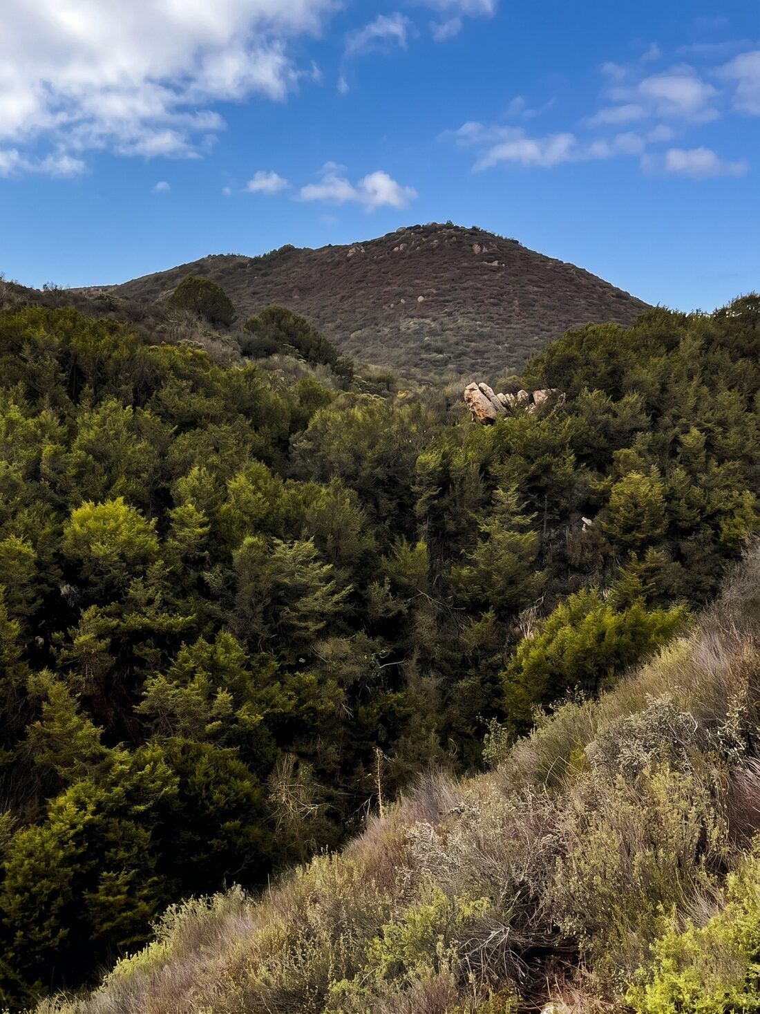 Chaparral nativo de la zona
