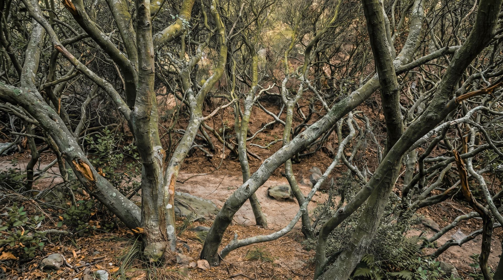 Sendero entre vegetación que cruza el bosque